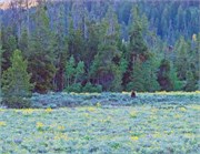 06-GrizzlyGrandTeton