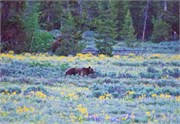 07-GrizzlyGrandTeton
