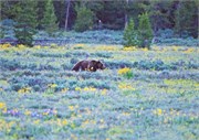 08-GrizzlyGrandTeton
