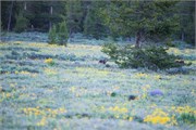 09-GrizzlyGrandTeton