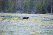 12-GrizzlyGrandTeton