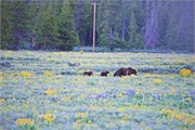 14-GrizzlyGrandTeton