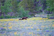 16-GrizzlyGrandTeton