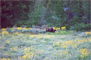18-GrizzlyGrandTeton