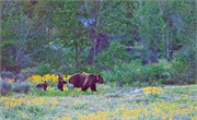 19-GrizzlyGrandTeton