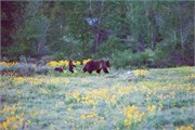 21-GrizzlyGrandTeton