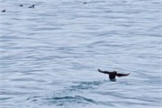 06-KenaiFjordFoxIsland