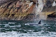 09-KenaiFjordFoxIsland