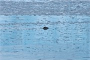 22-KenaiFjordFoxIsland