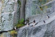 35-KenaiFjordFoxIsland