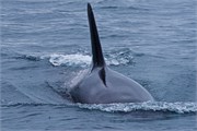 41-KenaiFjordFoxIsland