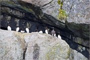 46-KenaiFjordFoxIsland