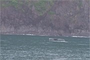 11-KenaiFjordWildlife