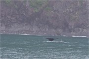 12-KenaiFjordWildlife