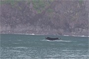 13-KenaiFjordWildlife