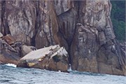 14-KenaiFjordWildlife