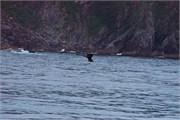 17-KenaiFjordWildlife
