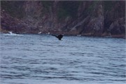 18-KenaiFjordWildlife