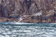 19-KenaiFjordWildlife