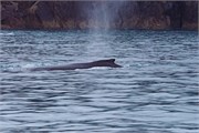 20-KenaiFjordWildlife