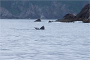 21-KenaiFjordWildlife