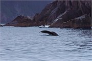 22-KenaiFjordWildlife