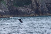 24-KenaiFjordWildlife