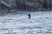 25-KenaiFjordWildlife