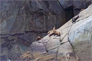 26-KenaiFjordWildlife