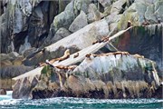 27-KenaiFjordWildlife