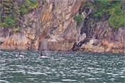 31-KenaiFjordWildlife