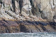 37-KenaiFjordWildlife