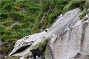 38-KenaiFjordWildlife