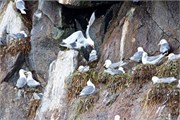 39-KenaiFjordWildlife