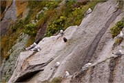 40-KenaiFjordWildlife