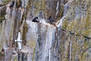 42-KenaiFjordWildlife