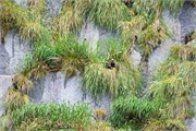 43-KenaiFjordWildlife