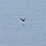 46-KenaiFjordWildlife