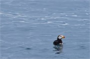 47-KenaiFjordWildlife