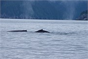 48-KenaiFjordWildlife