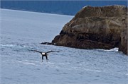 50-KenaiFjordWildlife