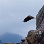 51-KenaiFjordWildlife