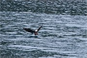 54-KenaiFjordWildlife