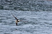 56-KenaiFjordWildlife