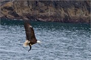 59-KenaiFjordWildlife