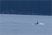 60-KenaiFjordWildlife