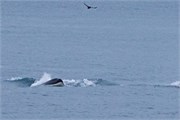 61-KenaiFjordWildlife
