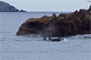 62-KenaiFjordWildlife
