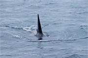 67-KenaiFjordWildlife