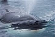 69-KenaiFjordWildlife